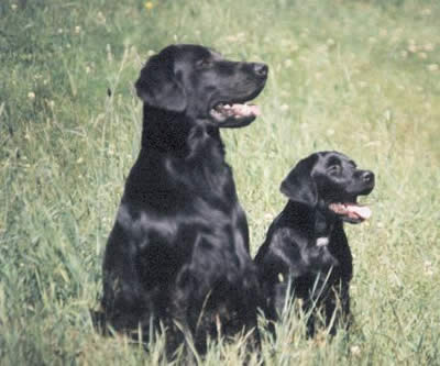 breed image