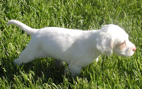 english setter pointing