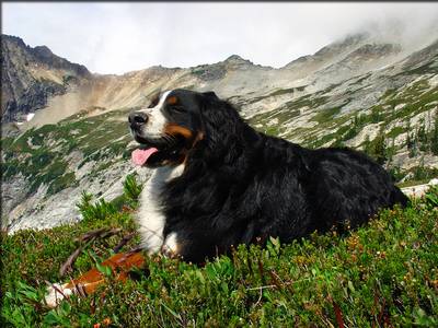 breed image