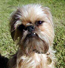 brussels griffon short hair breeder