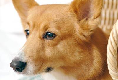 breed image