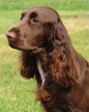 breed image