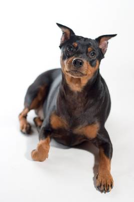 breed image