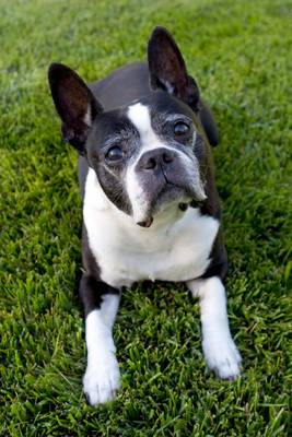 breed image