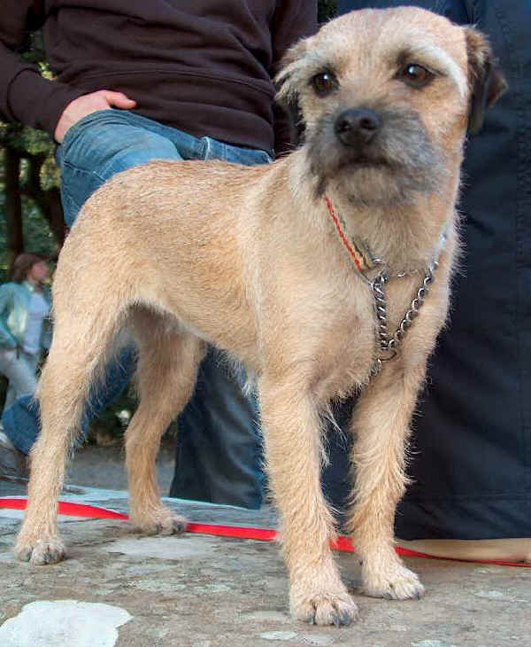 Border Terrier Dog Breed Information, Puppies & Pictures