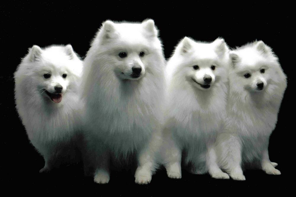 american eskimo dog cute dogs