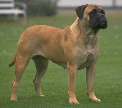 breed image