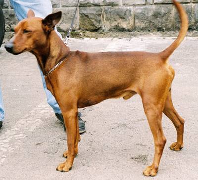 breed image