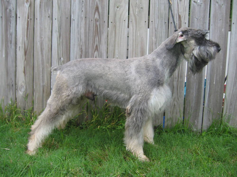 Giant Schnauzer Dog Breed Information, Puppies & Pictures