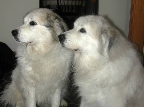 Great Pyrenees Dog Breed Information, Puppies & Pictures