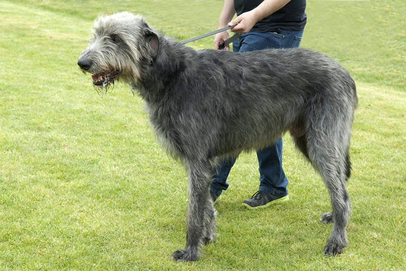 Wolfhound Dog Rescue Wolfhound Dog Rescue