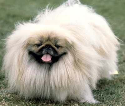 breed image