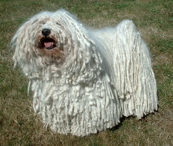 Dog Breeds With A Sense Of Humor Dog Breeds With A Sense Of Humor