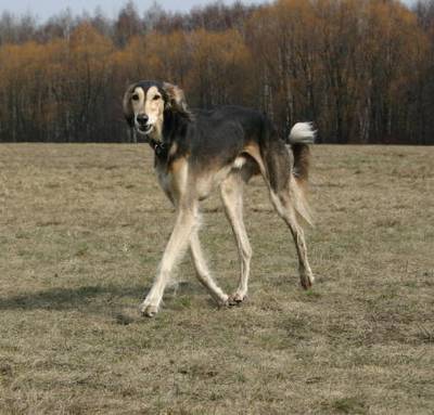 breed image