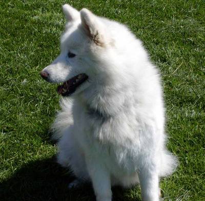 breed image