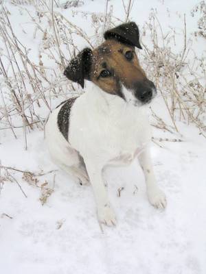 breed image
