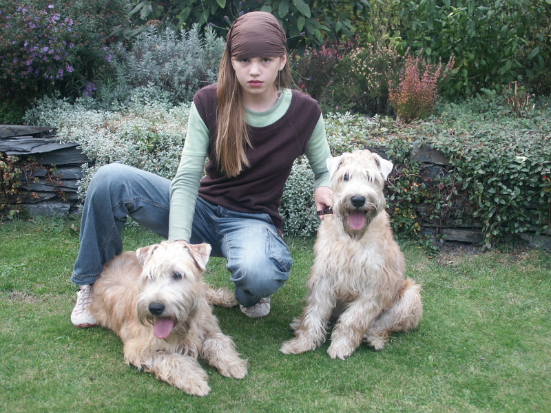 soft coated wheaten terrier pictures wheaten terrier size