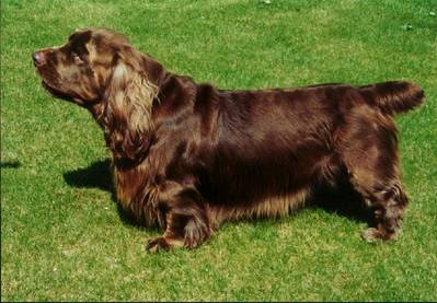 breed image