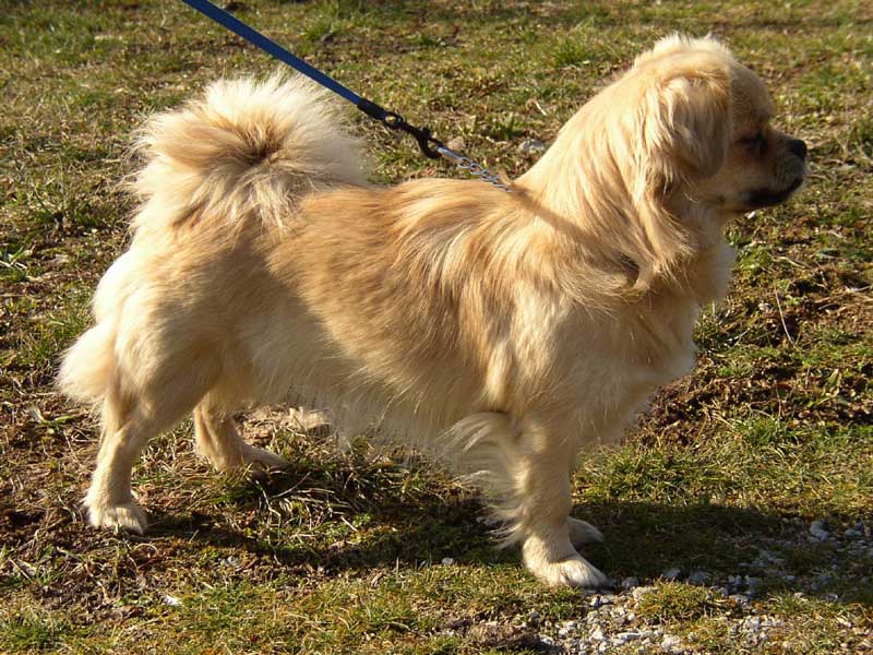Tibetan Spaniel Dog Breed Information, Puppies & Pictures