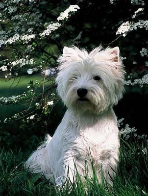 breed image