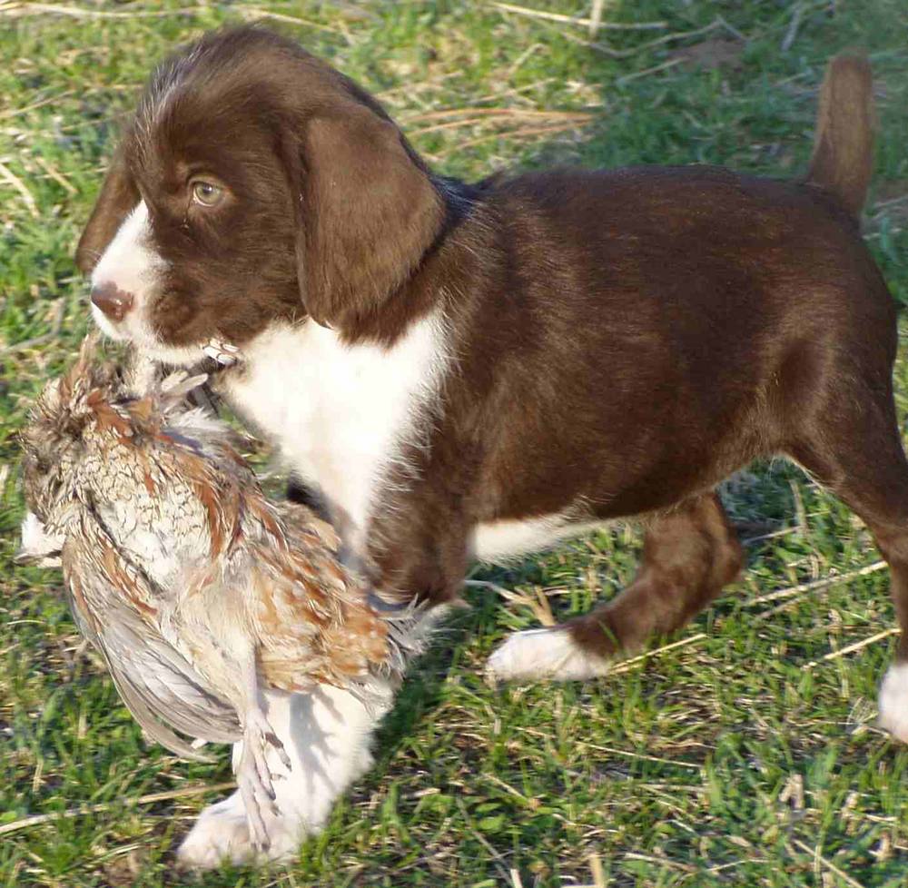 Wirehaired Pointer Puppy