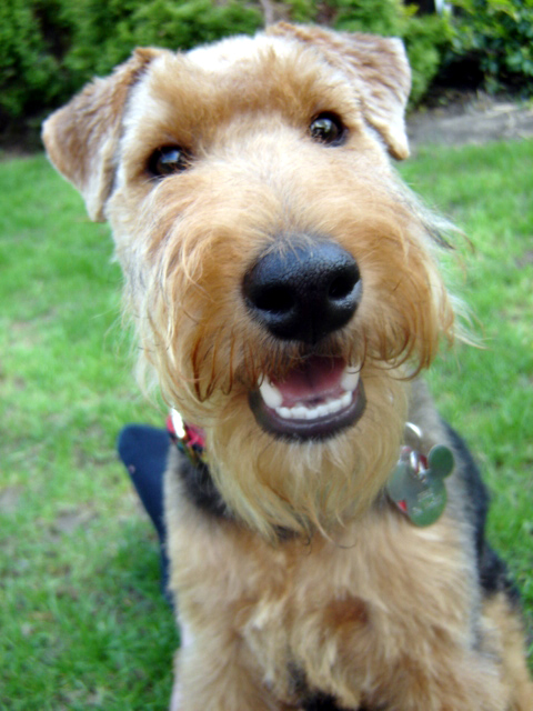 Female Dog Names For Welsh Terriers Female Dog Names For Welsh Terriers