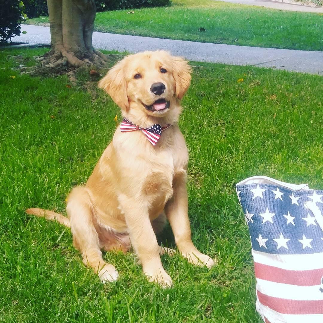 golden retriever puppies information golden retriever breed information puppies pictures golden retriever puppies information golden retriever breed information puppies pictures