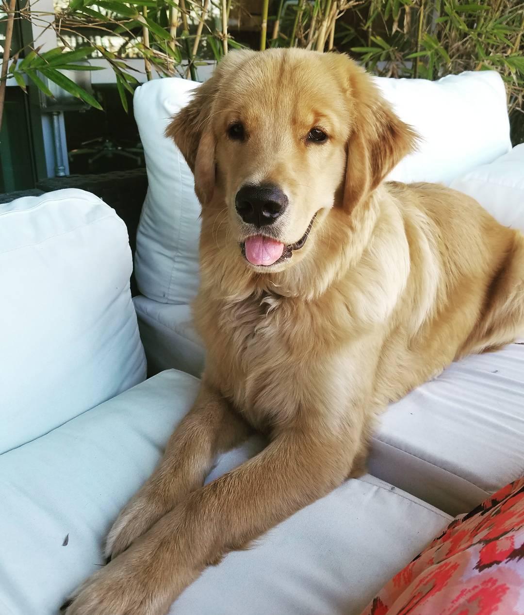 Leo The Golden Retriever