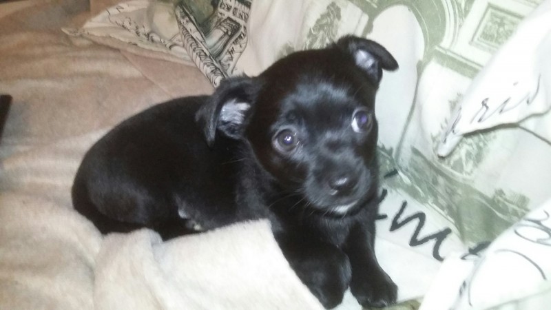 What would you say he's mixed with?