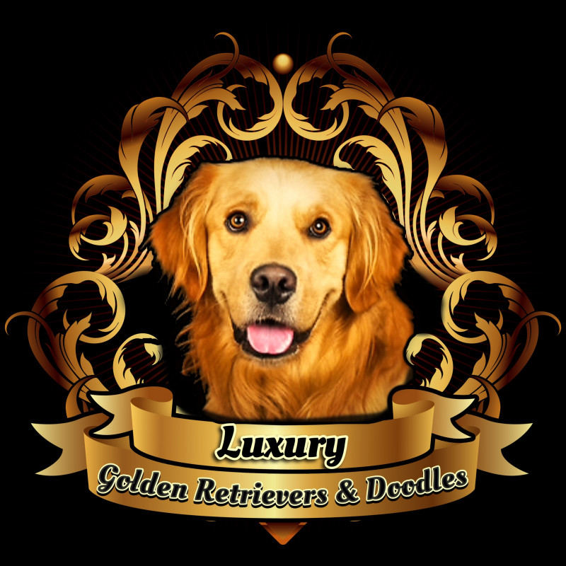 Luxury Golden Retrievers & Doodles