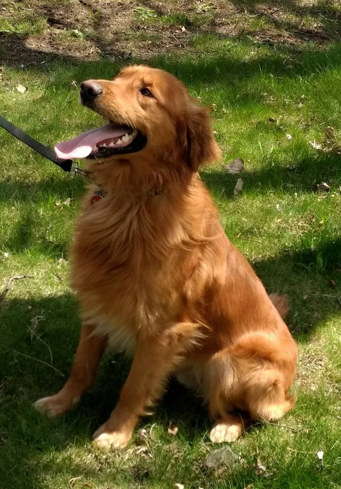 Floden's Scout of Honor - golden retriever - FlodenFarm.com
