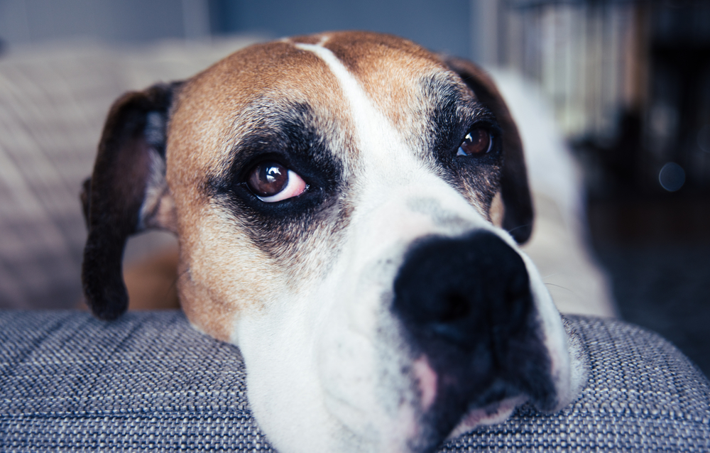 10 Rude Dog GIFs You Didn’t Know You Needed