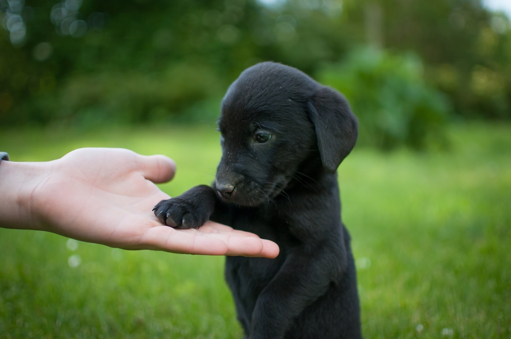 Best Dog Names For A Black Lab Best Dog Names For A Black Lab