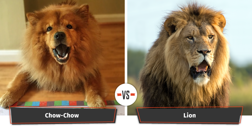 Dog That Looks Like A Lion | 14 Dogs That Look Like Lions