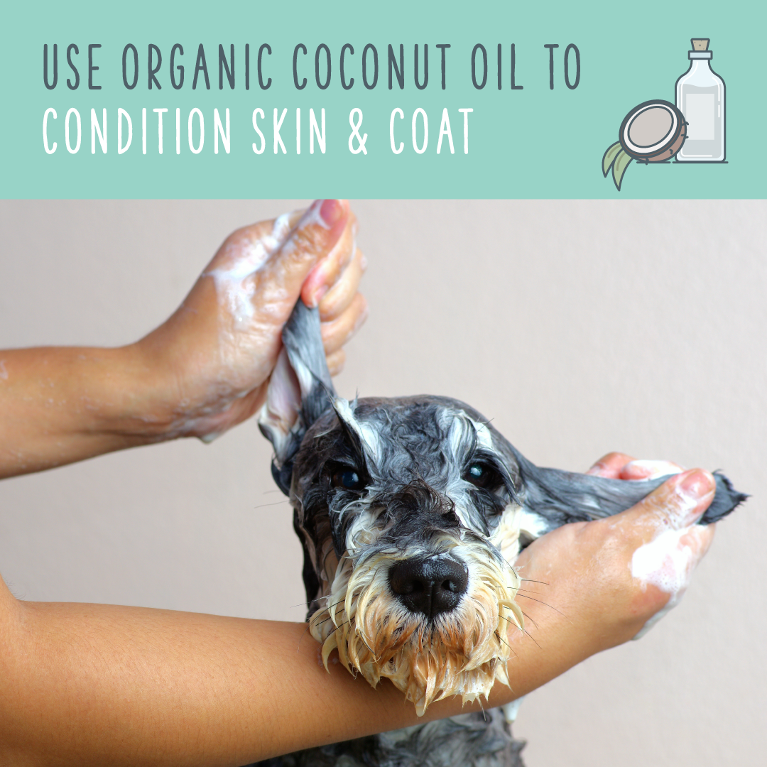 Coconut Oil For Dogs A Natural Remedy For Pet Health