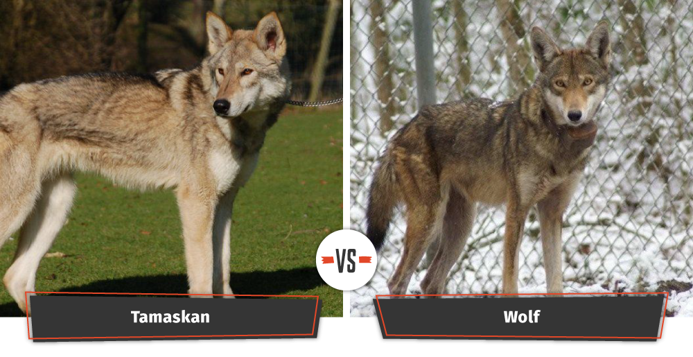 Dogs That Look Like Wolves Game Of Thrones Dogs That Look Like Wolves Game Of Thrones