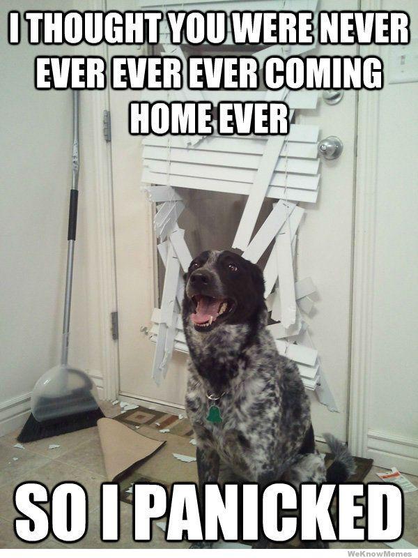dog memes