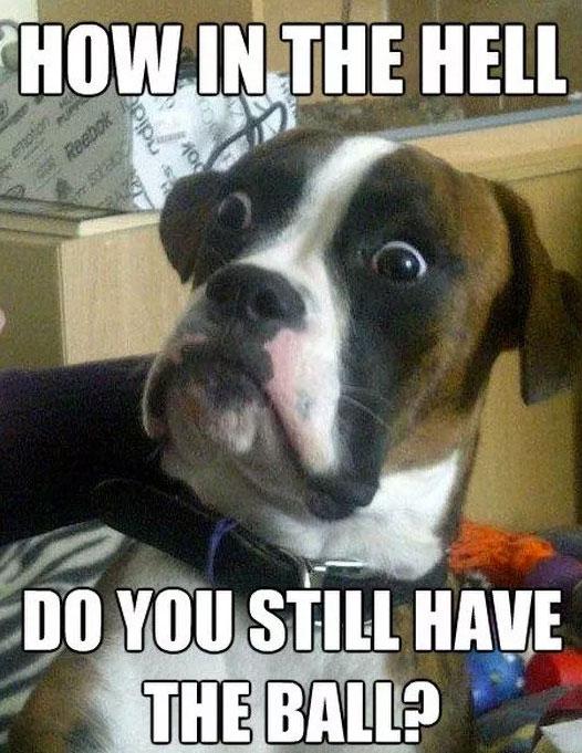 funny dog meme