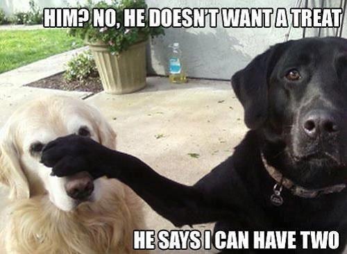 dog memes