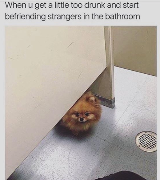 funny dog memes