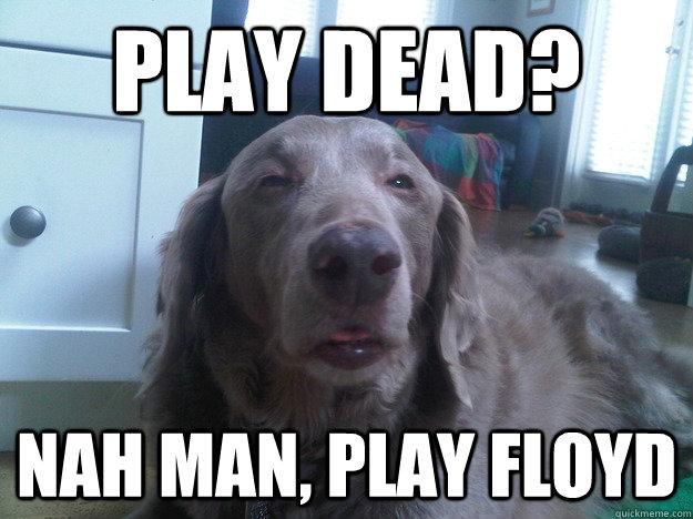dog memes