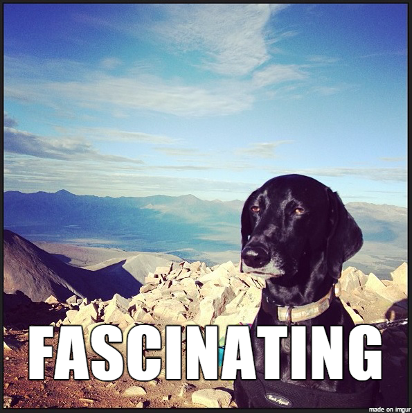 dog meme