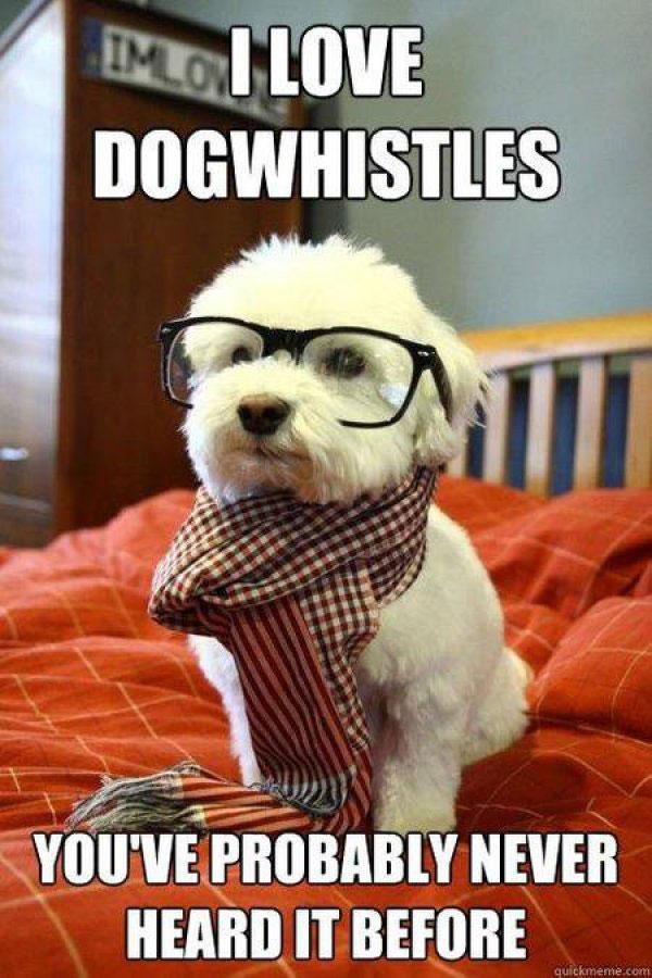 dog meme