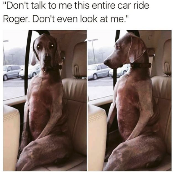 dog memes