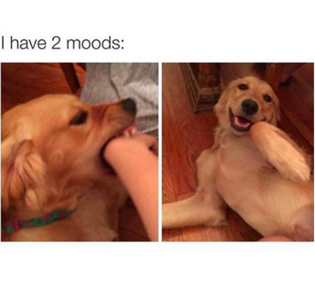 dog meme