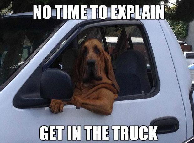 dog meme