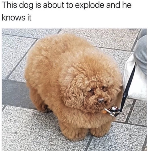 dog meme