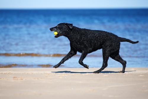 what temperature can a golden retriever withstand water breeds dogs that water what temperature can a golden retriever withstand water breeds dogs that water