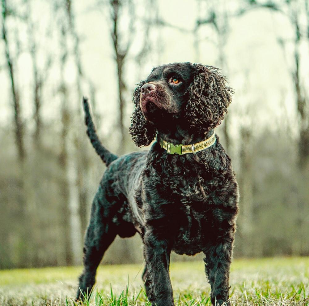 dogs that like water water breeds dogs that water dogs that like water water breeds dogs that water