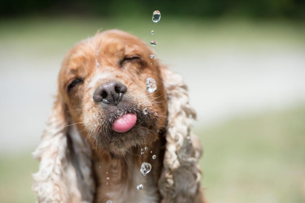 when can puppies drink water dogs excessive water what does it when can puppies drink water dogs excessive water what does it